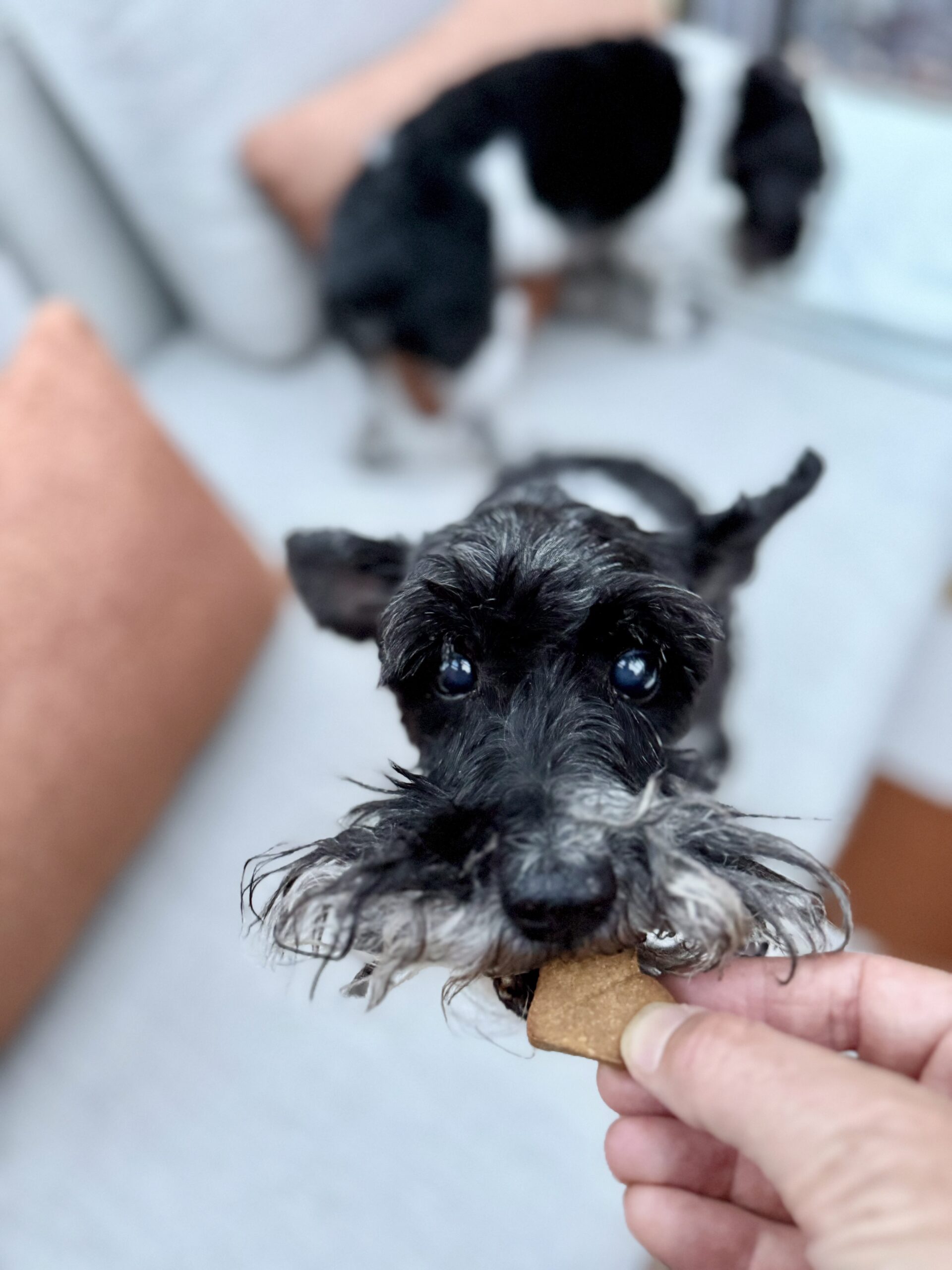 Remedio Tinctures: Full Spectrum Cannabidiol Rosin with targeted adaptogen formulas. Plant Based, All-Natural, Organic, Whole Fruit, Hemp, Federally Legal, Wellness, Gummies. The Healer: Immunity Boosting; The Warrior: Brain Boosting and Energy Focusing; The Dreamer: Sleep Enhancing and Relaxing.